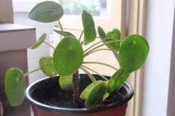 鏡面草能長多大，能長到35cm左右"