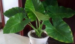 在家養(yǎng)滴水觀音的常見(jiàn)問(wèn)題，汁液中毒非常危險(xiǎn)"