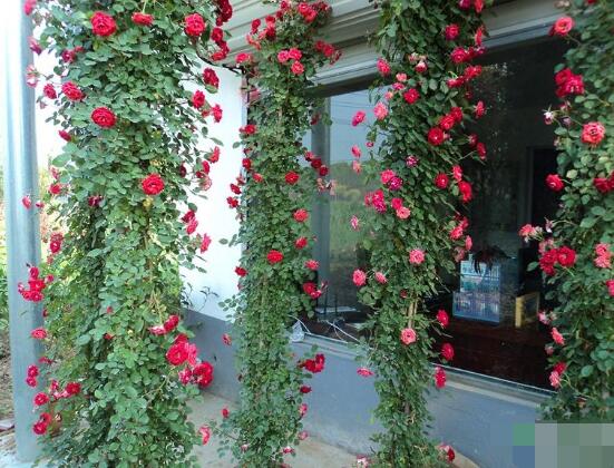 藤本月季怎么爬藤，做好兩大要點(diǎn)可圓滿爬藤(修剪/牽引)"