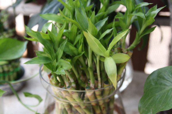 富貴竹葉子下垂怎么辦，遠(yuǎn)離電器輻射和出風(fēng)口"