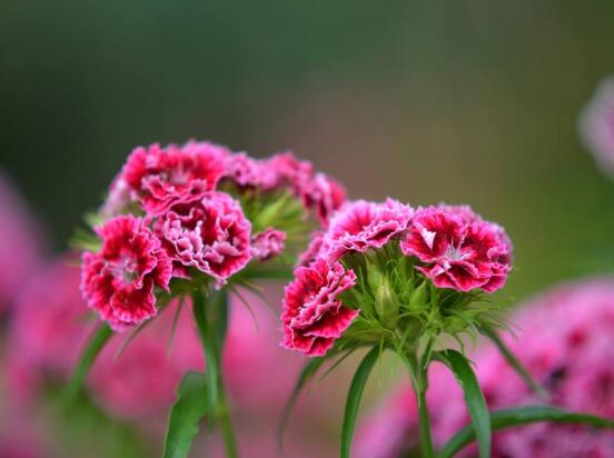 康乃馨鮮花怎么保鮮，七個基本方法方可百日鮮"
