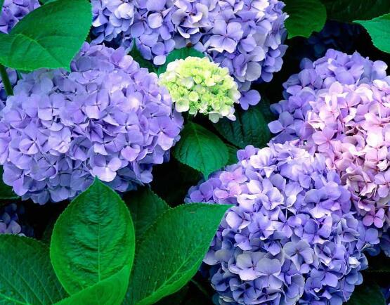 繡球花爛根了怎么辦，繡球花爛根解決辦法"