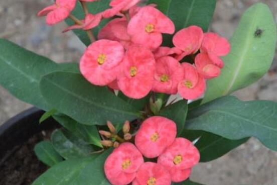 虎刺梅的繁殖方法，教你兩種最常用的繁殖方法(扦插與組培)"