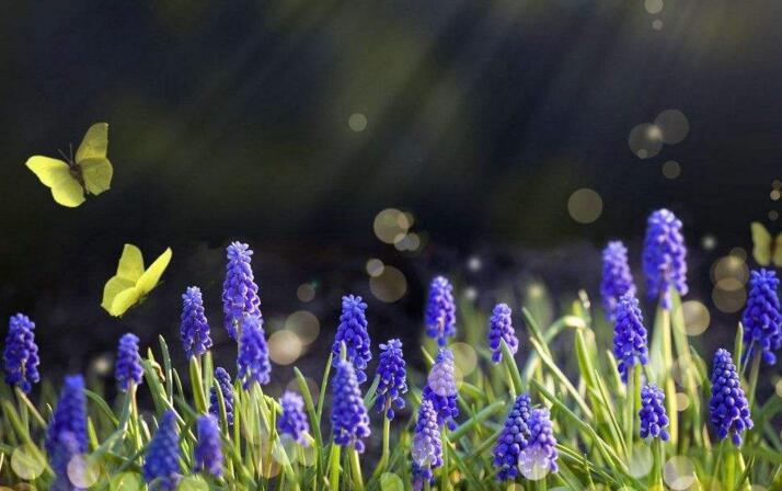 葡萄風(fēng)信子的養(yǎng)殖方法，6種方法教你養(yǎng)好葡萄風(fēng)信子"