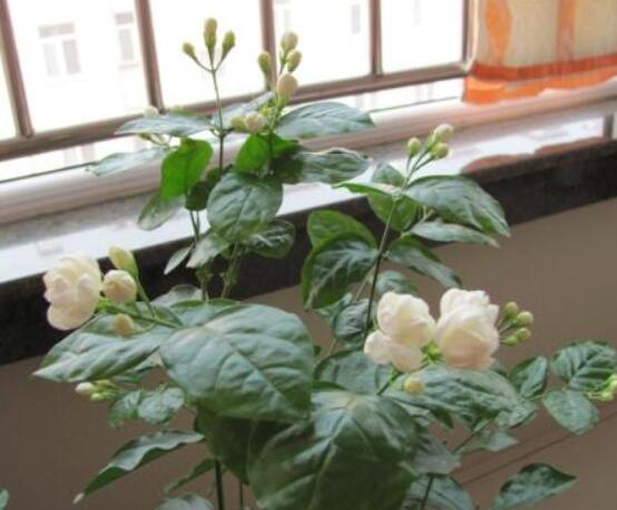 茉莉花種植方法，擇生長(zhǎng)健康當(dāng)年生種子/疏松透氣土壤"