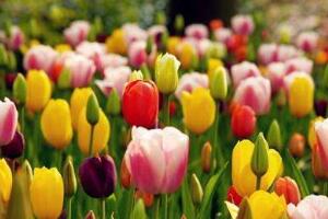 郁金香什么時(shí)候開(kāi)花，郁金香花期多長(zhǎng)時(shí)間"