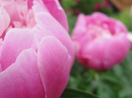 牡丹花花語大全，淡淡的愛、無私的付出(不同顏色不同花語)"