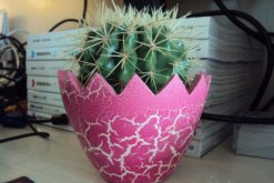 仙人球能除甲醛嗎，防輻射才是它的主要作用"