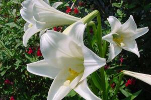 百合花什么時候開花，百合花不開花怎么辦/適當(dāng)光照"