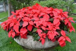 一品紅能放室內(nèi)嗎，為防止中毒不建議在室內(nèi)種植"