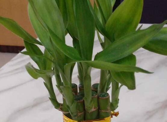 如何養(yǎng)好富貴竹，教你兩種最好養(yǎng)殖技巧(水養(yǎng)與土養(yǎng))"