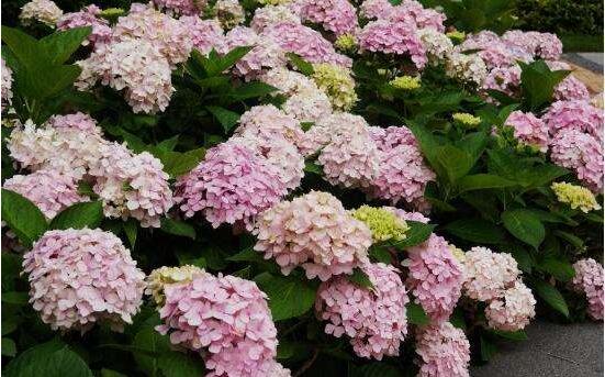 繡球花為什么不開花，教你六種好方法花開爆盆"