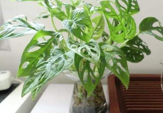 龜背竹水培方法和注意事項(xiàng)，教你超簡(jiǎn)單三點(diǎn)步驟/勤換水"