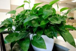 綠蘿根太長可以剪掉嗎，如果根部發(fā)育正常就不要剪"