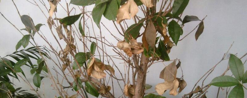 樹葉干枯是什么原因"