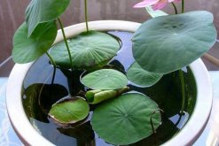 水培荷花的養(yǎng)殖方法，勤換水并保證光照充足"