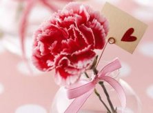 康乃馨一年開幾次花（一次），盤點一年四季開花的養(yǎng)殖方法"