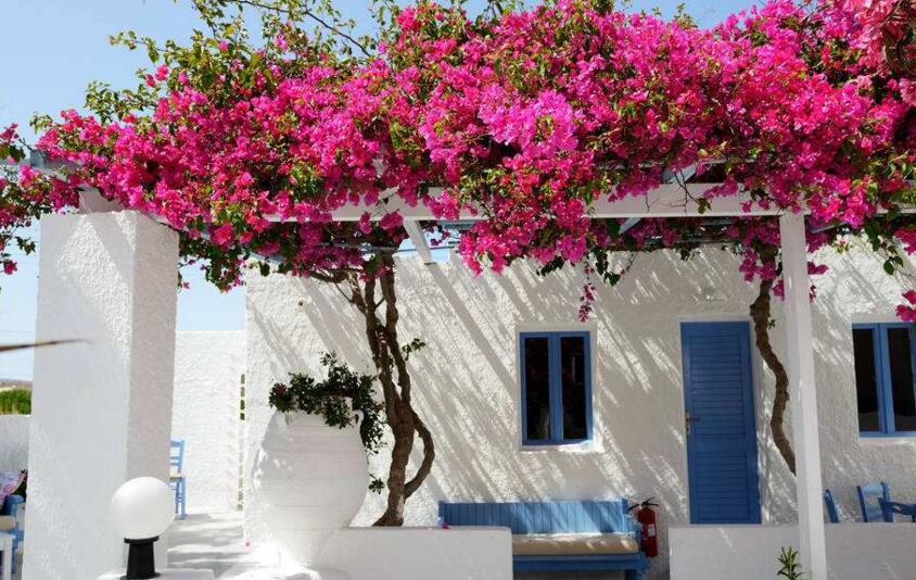 三角梅花期什么時候，養(yǎng)的好一年四季都可以開花"