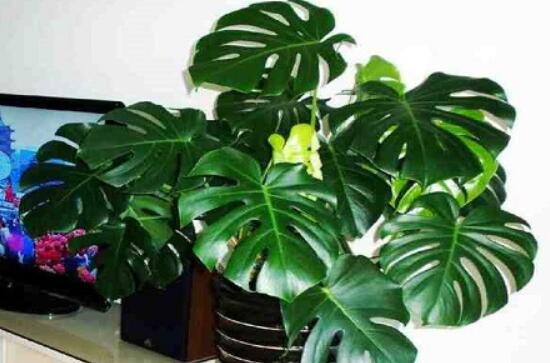 龜背竹的扦插方法，以10厘米枝條為主/注意保留氣生根"