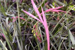 鴻運(yùn)當(dāng)頭品種有哪些"