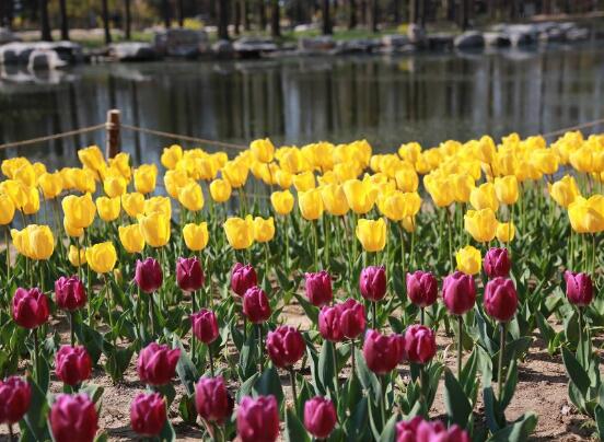 郁金香什么時(shí)候開(kāi)花，每年3-5月開(kāi)花"