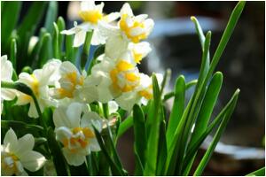 水仙花的花語和象征，自戀/思念/美好愛情"