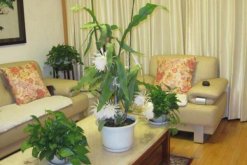 曇花如何修剪，曇花修剪5大要點"