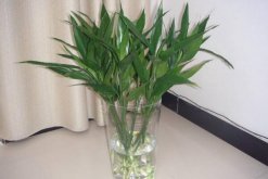 富貴竹葉子變黃怎么辦，五種原因以及解決辦法"