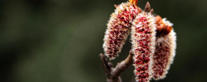 楊樹(shù)春天掉落的是什么"