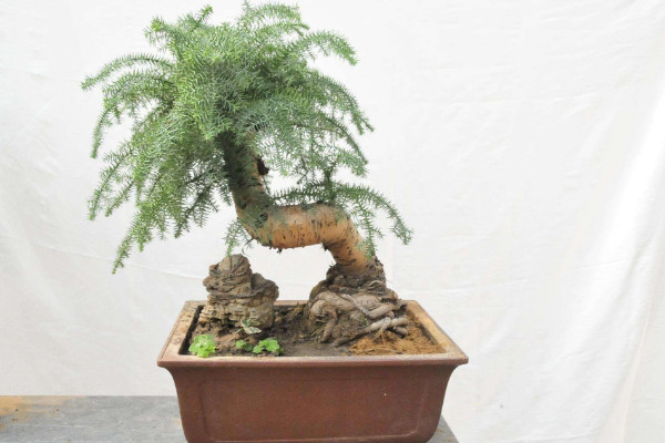 澳洲杉如何打彎造型，要從莖干入手操作"