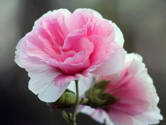 芙蓉花的作用，盤點芙蓉花六大作用"