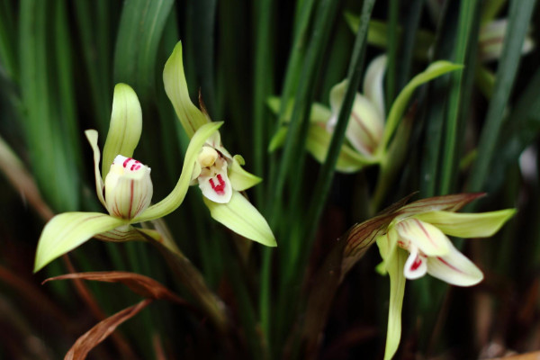 送蘭花代表什么意思，品格高尚/愛國/健康等"