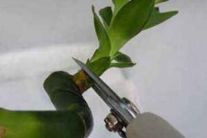 富貴竹長高了怎么修剪，水養(yǎng)富貴竹修剪圖解"