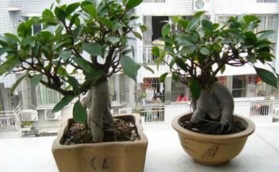 北方榕樹盆景怎么養(yǎng)，教你七種簡單易學養(yǎng)殖方法"