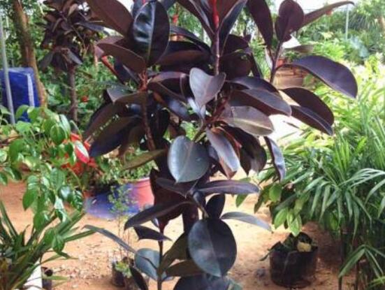 橡皮樹扦插，教你六大基本步驟快速生根發(fā)芽(30天)"