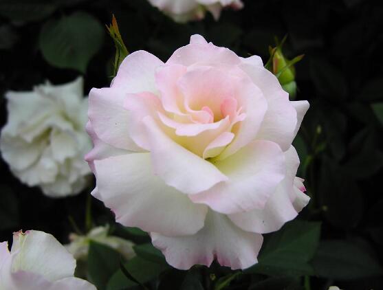 薔薇花怎么澆水，薔薇花澆水方法"