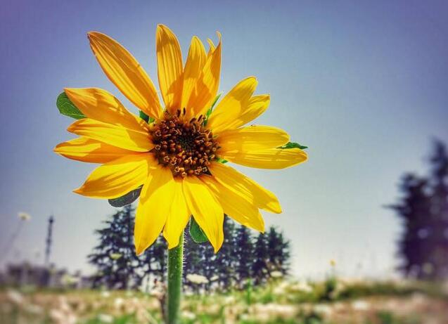 向日葵盤能治痛風(fēng)嗎，能治/但是要提取其中的三零脲堿"