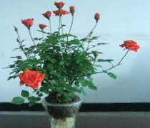 月季花可以水培嗎，月季花水培生根的方法"