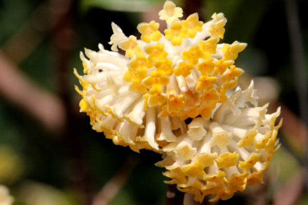 結(jié)香花什么時候開花，每年3~4月份開放"