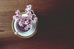 櫻花盆景怎么養(yǎng)護，養(yǎng)好櫻花盆景必須要做好以下7點"