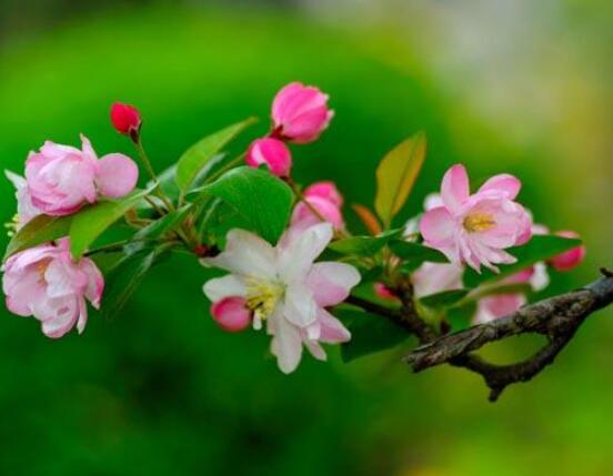 家里為什么不能養(yǎng)海棠花，迷信斷腸花傳說/忌干花養(yǎng)殖(財運(yùn)不濟(jì))"