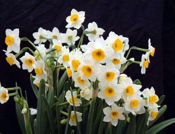 水仙花有毒嗎，有毒小心別當(dāng)菜吃"