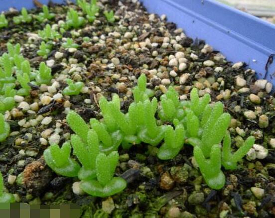 碧光環(huán)的用土方法，四份營(yíng)養(yǎng)土六份蛭石一份珍珠巖混合配制"