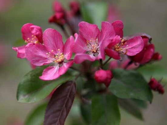 哪種海棠花最好看，北美海棠花欣賞價值最高(雜交品種)"