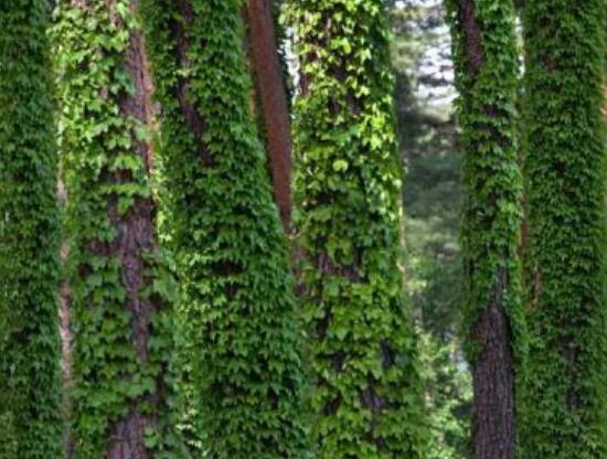 常青藤哪個(gè)品種最好，每個(gè)品種富有獨(dú)具一格(無(wú)好壞之分)"