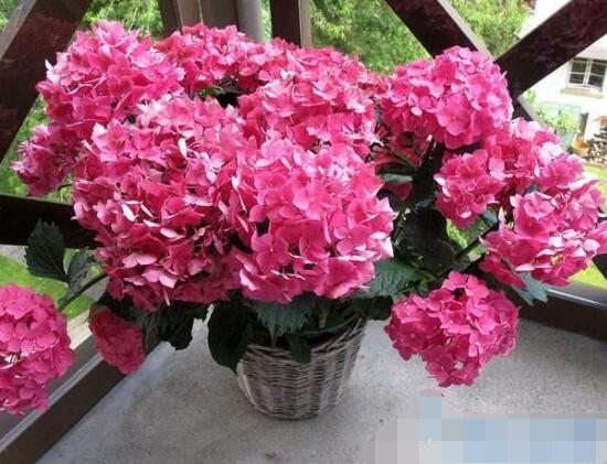 水養(yǎng)繡球花蔫了怎么辦，做好這五點(diǎn)水養(yǎng)花色鮮艷美麗"