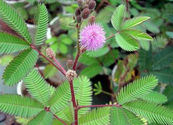 含羞草為什么一碰就合攏，因受到外界刺激細(xì)胞緊張收縮"