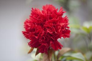 盆栽康乃馨怎么施肥，康乃馨施什么肥料好"