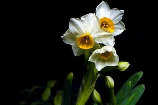 水仙花的繁殖方法大全，詳解最實用三種繁殖方法"