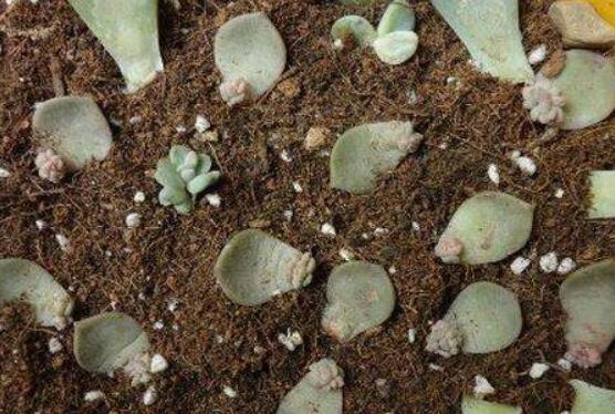 寶石花怎么繁殖，老農(nóng)總結(jié)四種繁殖方法(播種繁殖簡單易學(xué))"